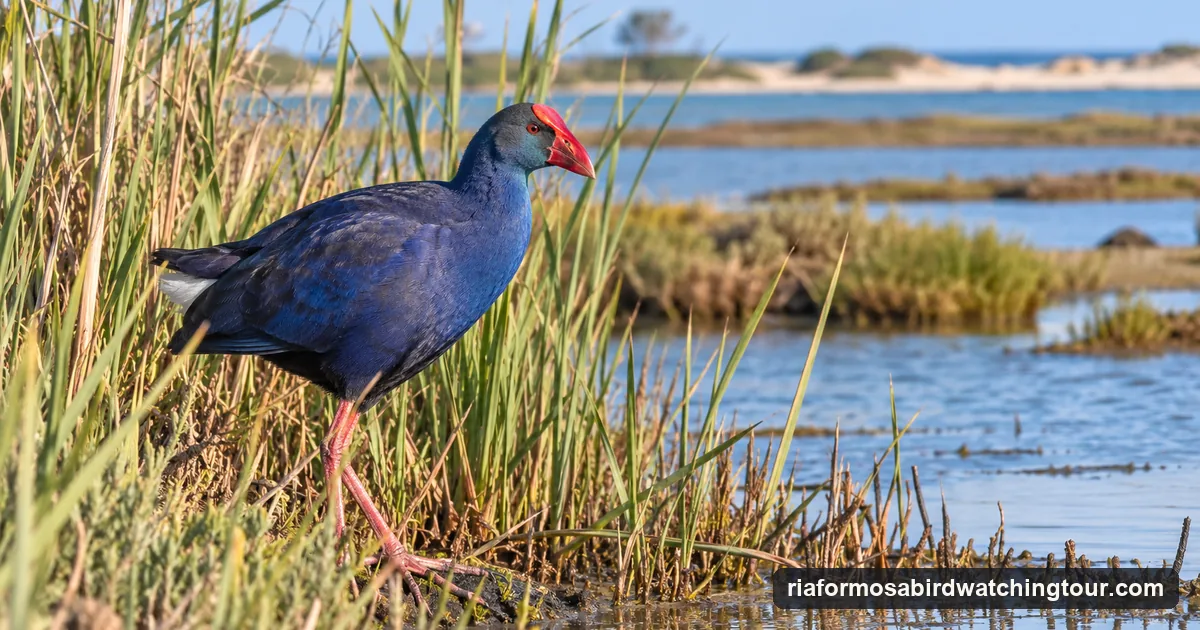 A purple swamphen among reeds at the edge of a lagoon in the Algarve
