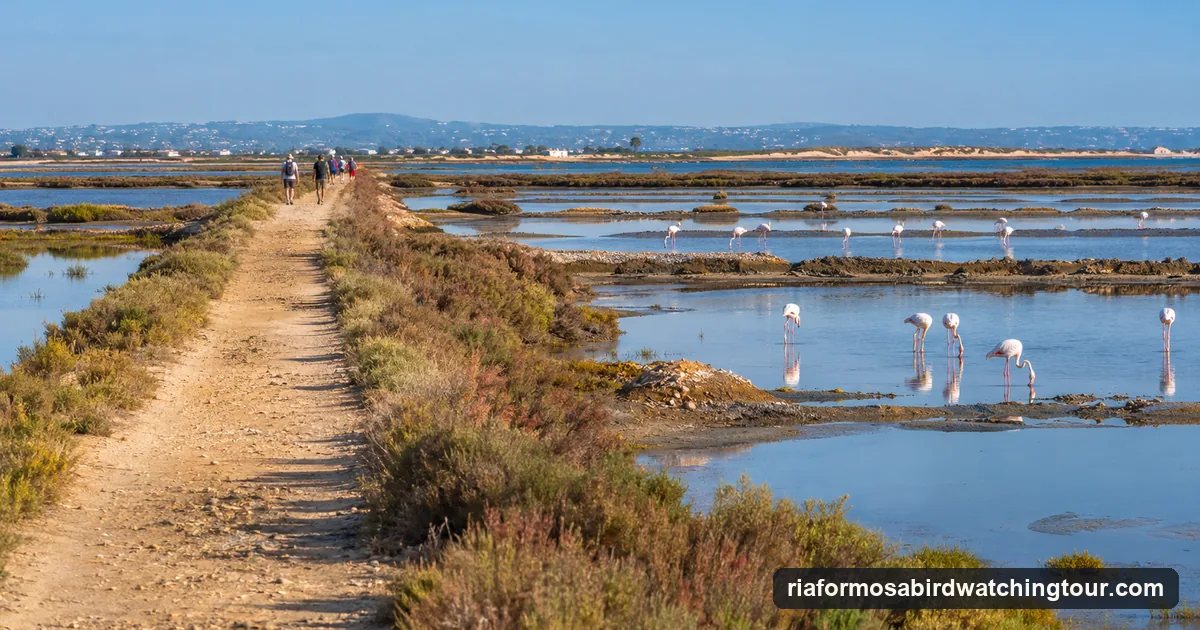 A track between the salt pans of the eastern Algarve with flamingos feeding beside it